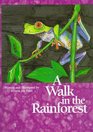 A Walk in the Rainforest