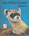 The blackfooted ferret