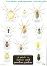 A Guide to House and Garden Spiders