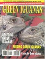 Green Iguanas