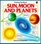 Finding Out About Sun, Moon, and Planets (Explainers)