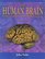 The Human Brain: An Introduction to Its Functional Anatomy