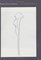 Drawn from Nature : The Plant Lithographs of Ellsworth Kelly