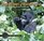 Breakfast in the Rainforest: A Visit with Mountain Gorillas (Traveling Photographer)