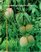 Compendium of Tropical Fruit Diseases (The Disease Compendium Series of the American Phytopathological Society) (The Disease Compendium Series of the American Phytopathological Society)