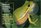National Audubon Society Pocket Guide to Familiar Reptiles and Amphibians (Audubon Pocket Guides)