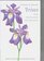 A Guide to Species Irises : Their Identification and Cultivation
