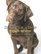 Inside of a Dog: What Dogs See, Smell, and Know