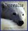 Borealis: A Polar Bear Cub's First Year (Wild Beginnings Series)