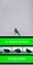 Eastern Birds (Audubon Handbook)