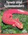 Newts and Salamanders: Everything About Selection, Care, Nutrition, Diseases, Breeding, and Behavior (More Complete Pet Owner's Manuals)